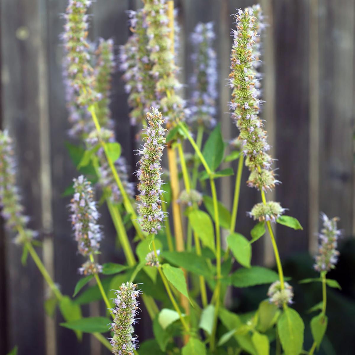 AGASTACHE ANISEE