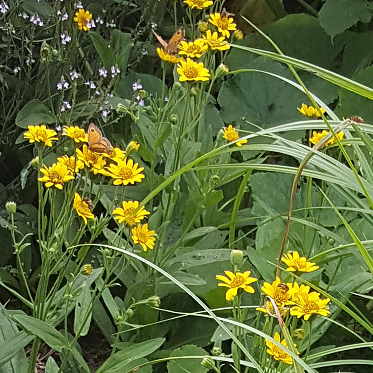 ARNICA MONTANA