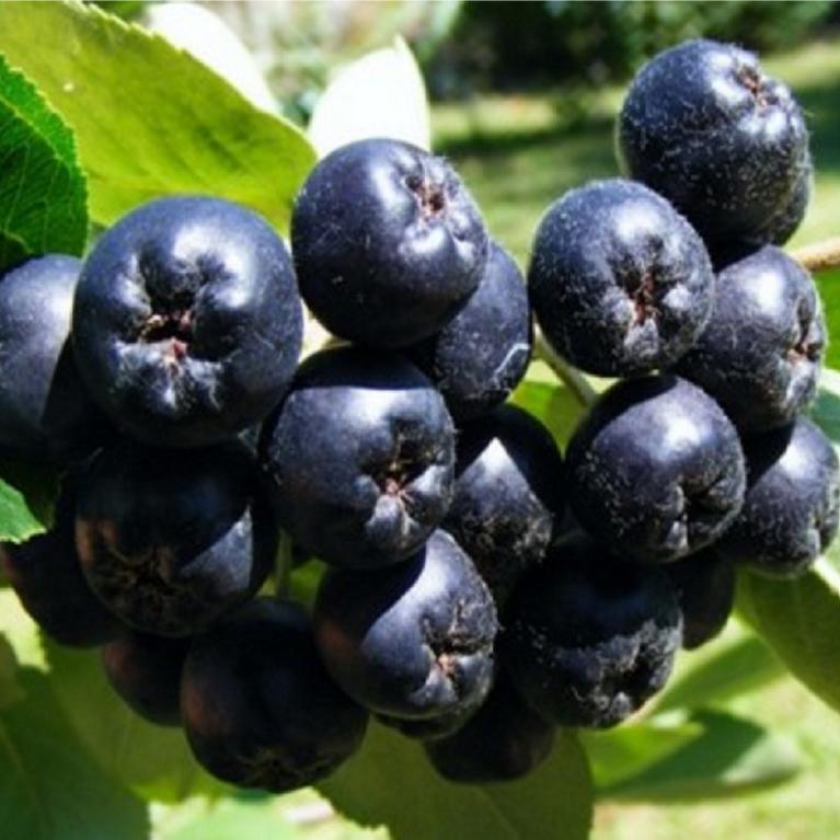 ARONIA