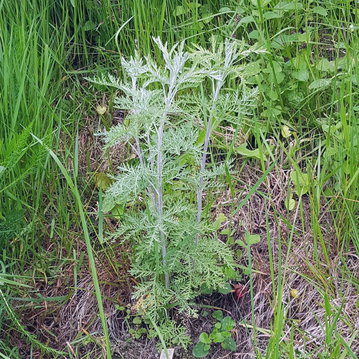 ARTEMISIA AFRA