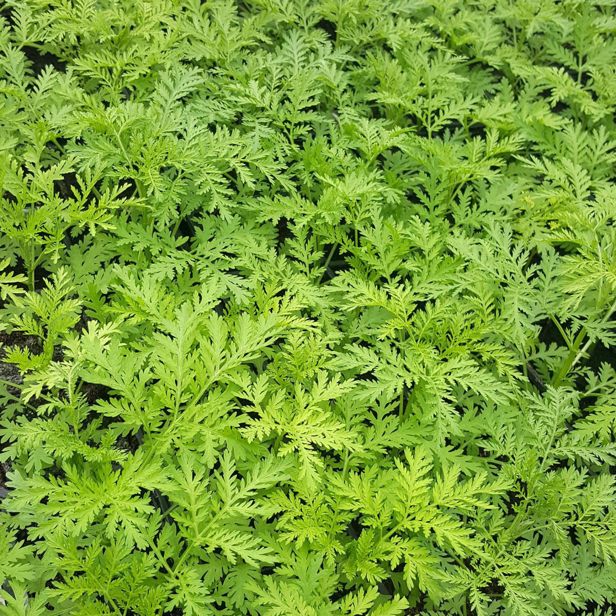 ARTEMISIA ANNUA