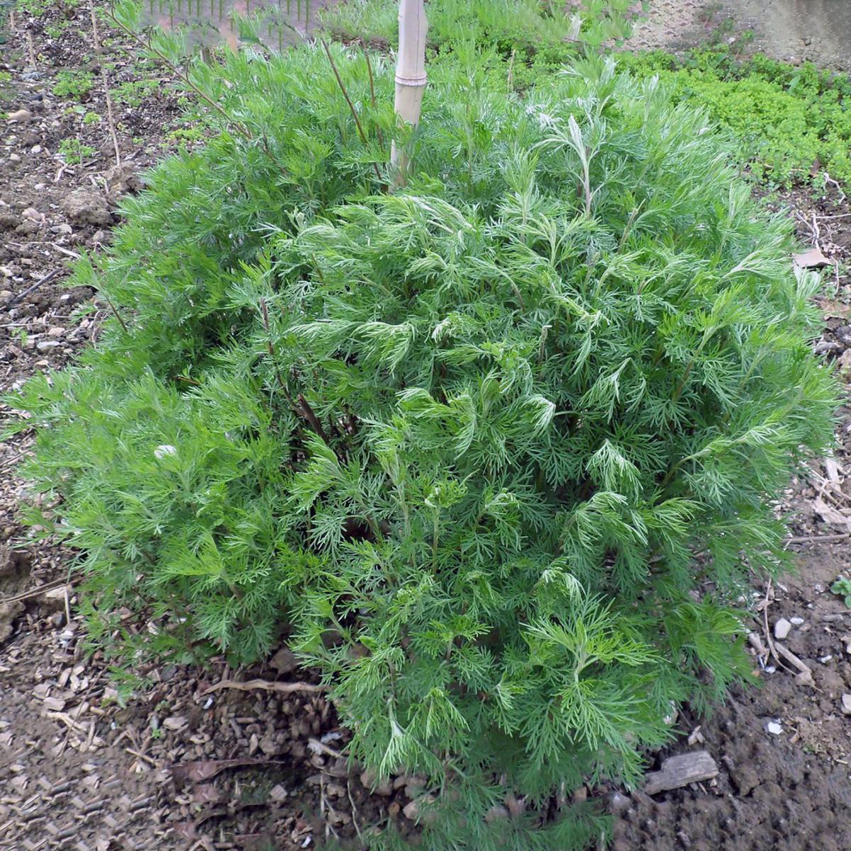 ARTEMISIA COLA
