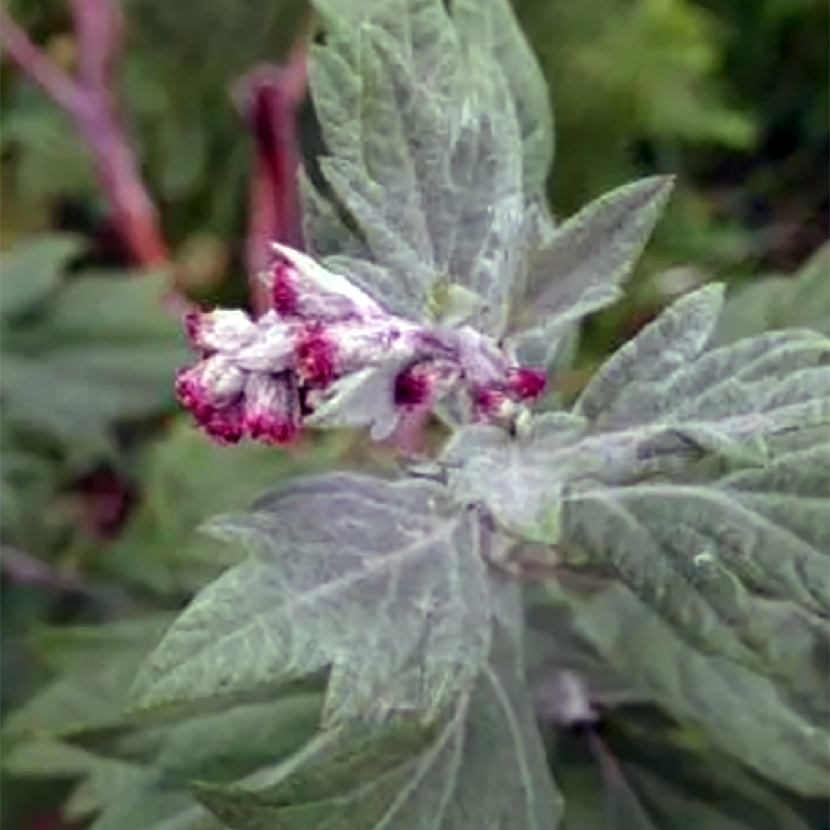 ARTEMISIA KUL HAO