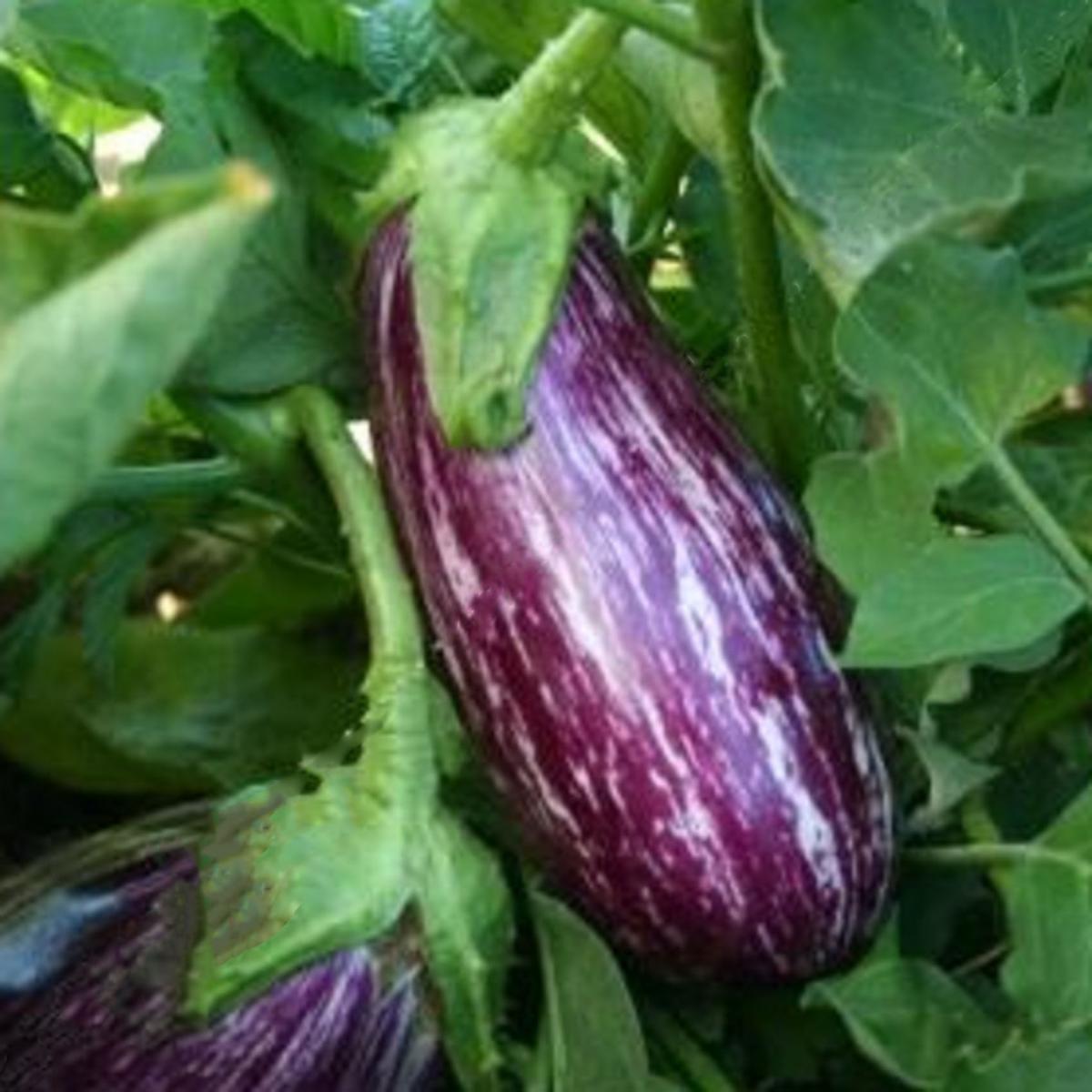 AUBERGINE LISTADA DE GANDIA