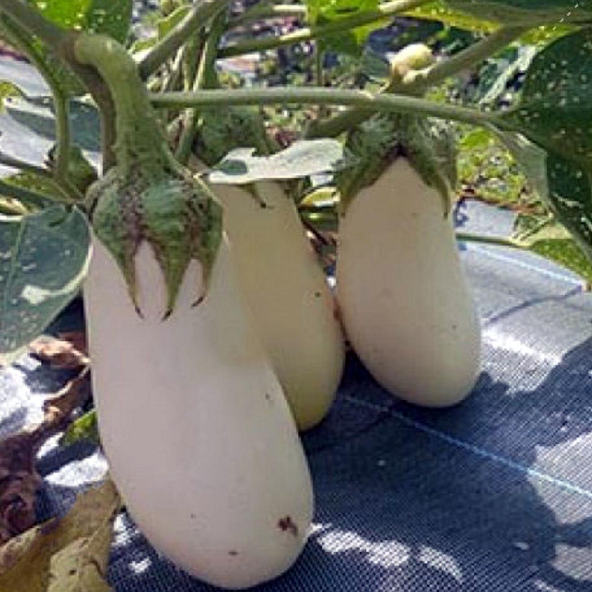AUBERGINE LONGUE BLANCHE