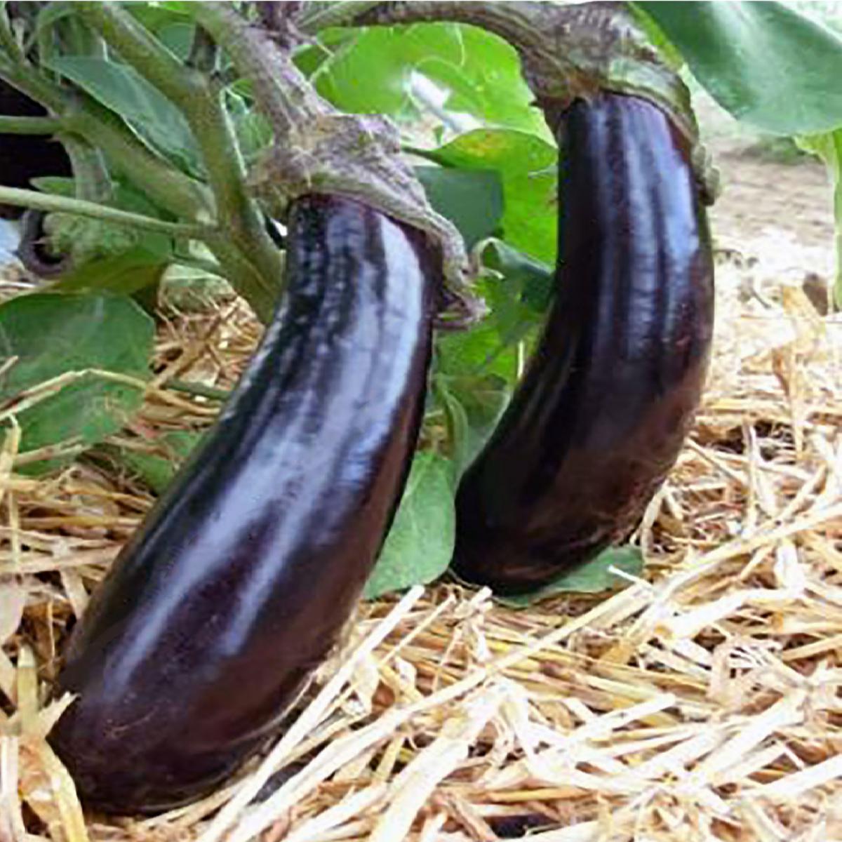 AUBERGINE LONGUE VIOLETTE