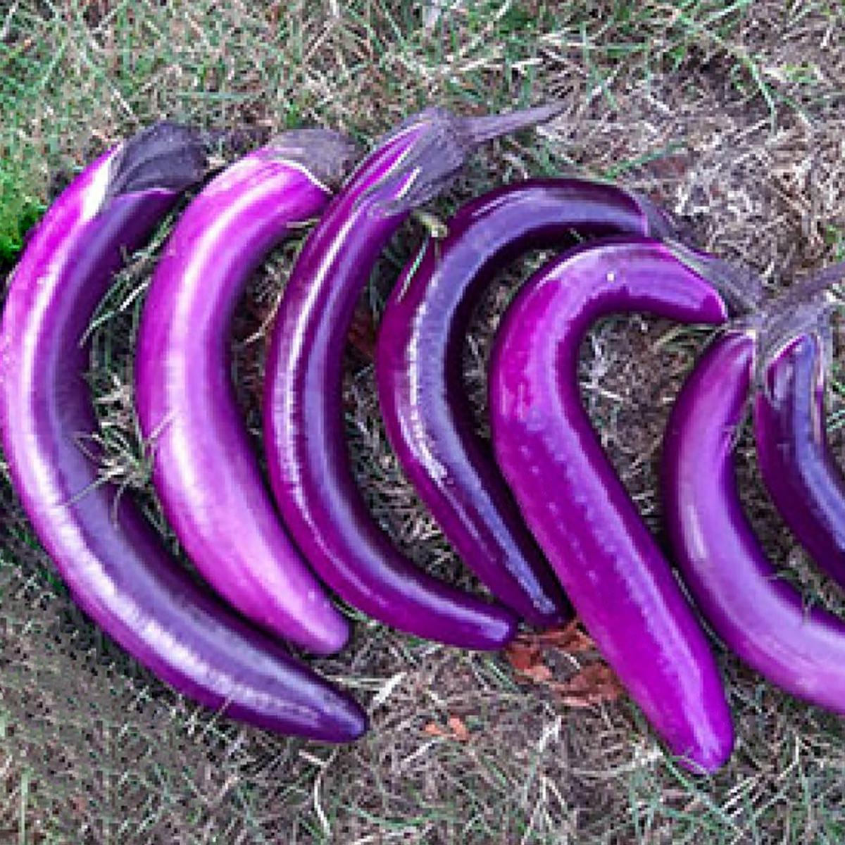 AUBERGINE PING TUNG