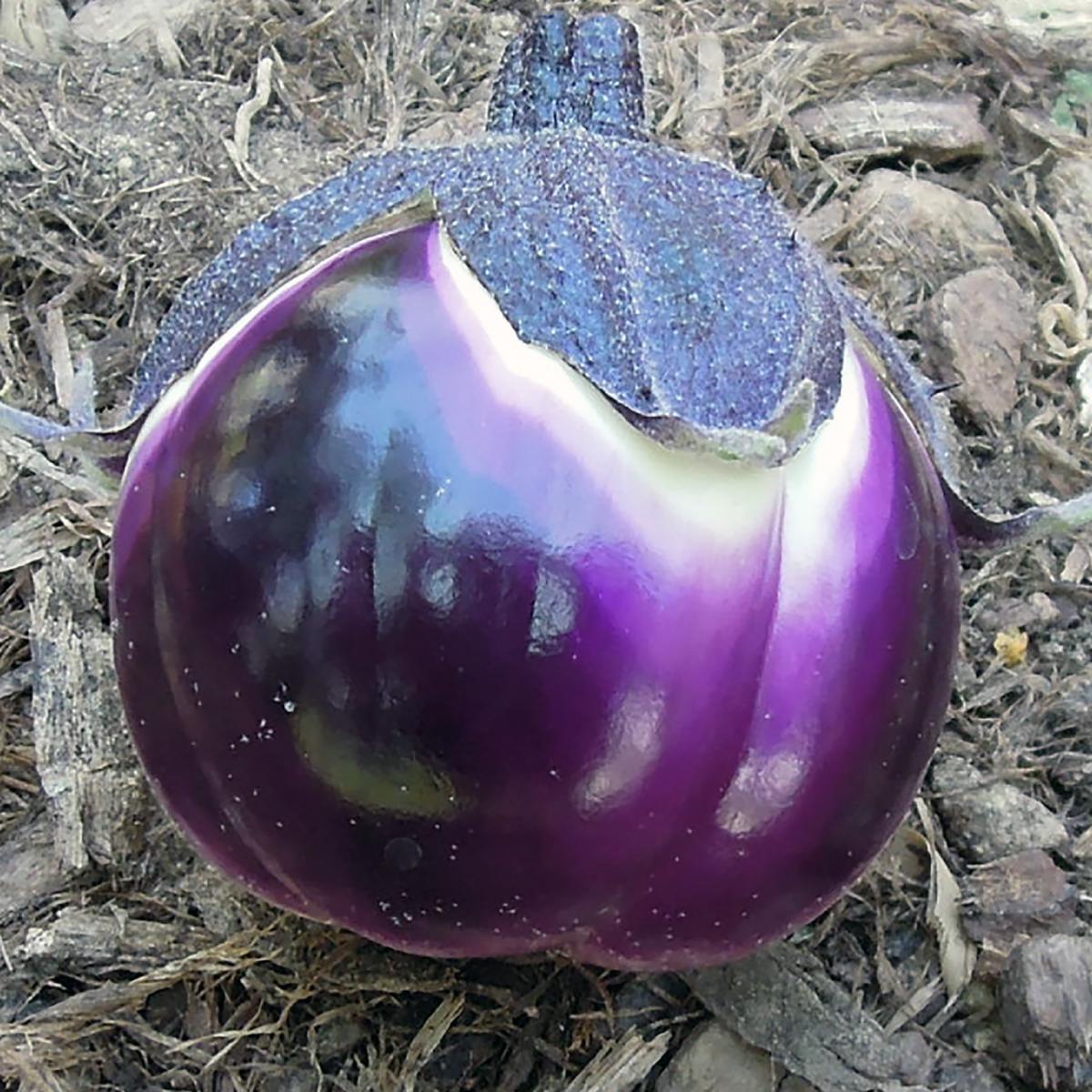 AUBERGINE VIOLETTE DE FLORENCE