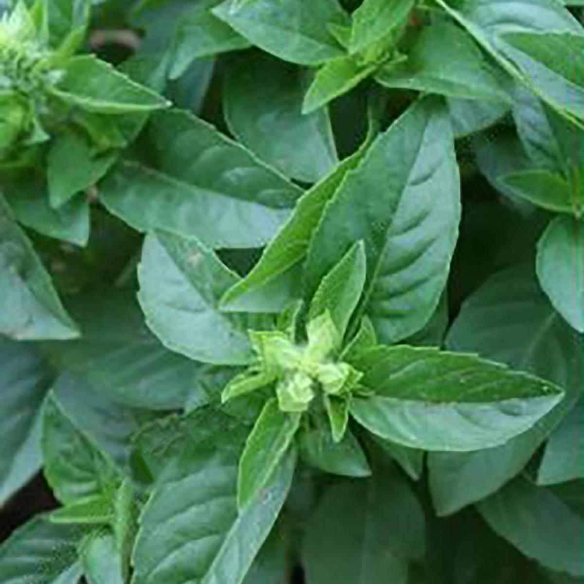 BASILIC CITRONNELLE