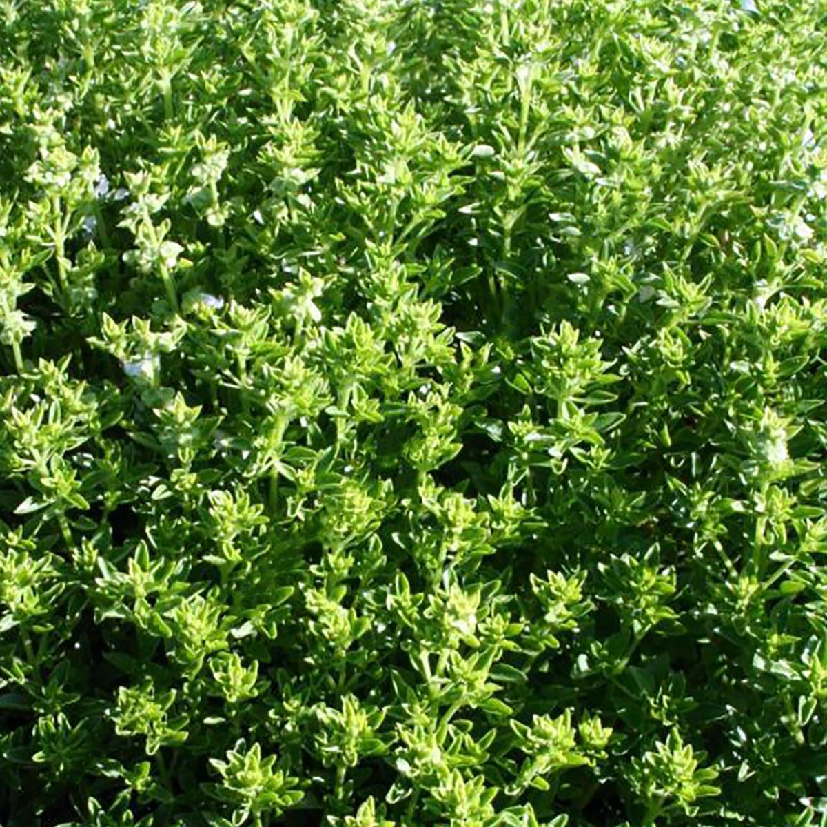 BASILIC FIN VERT