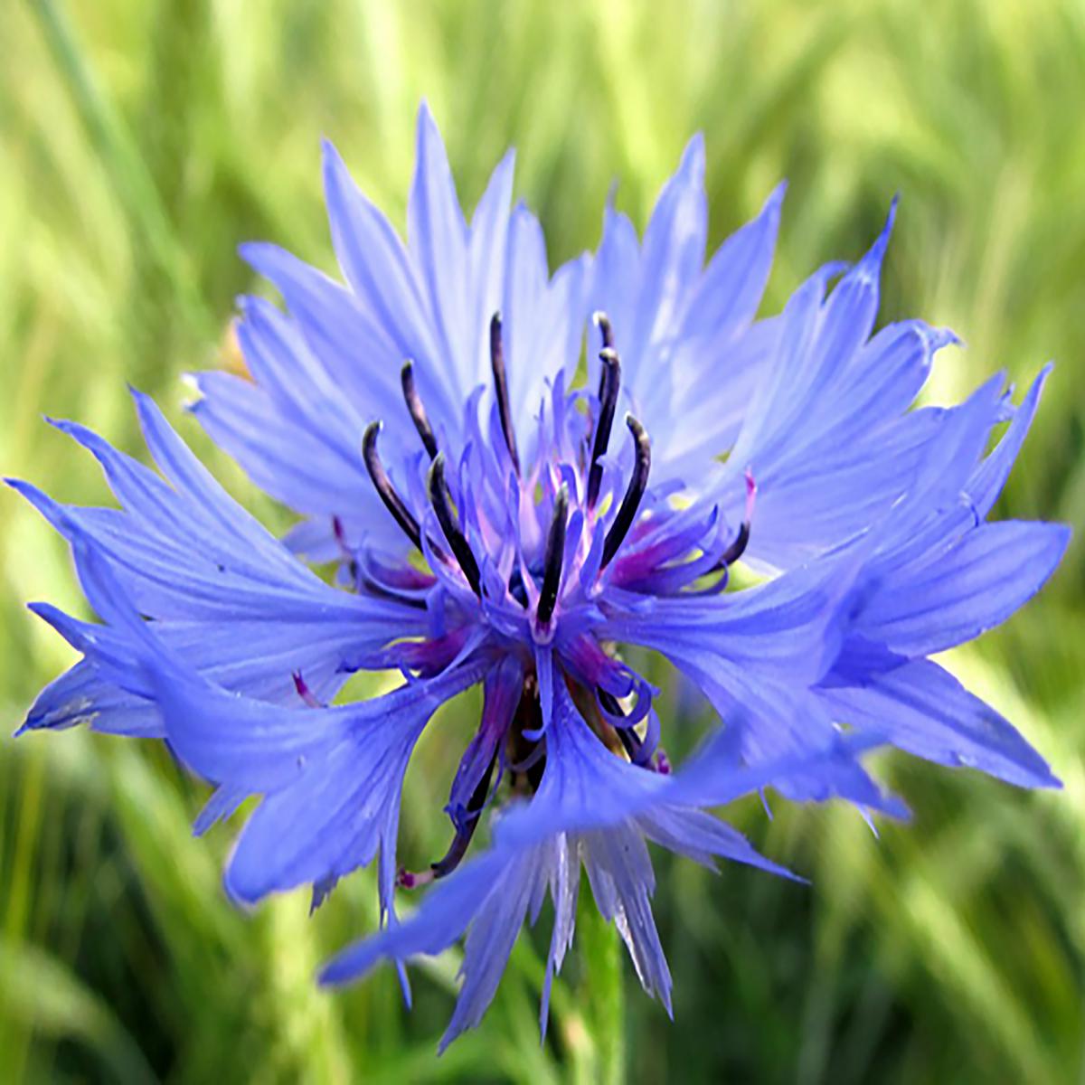 BLEUET DES CHAMPS
