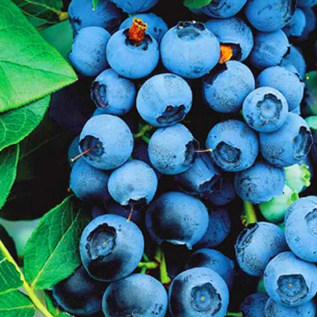 Myrtillier BLUE CROP