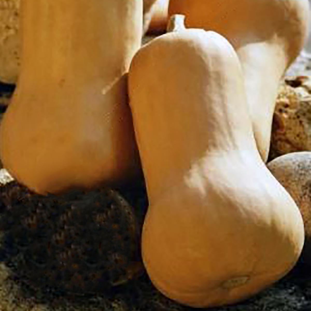 BUTTERNUT