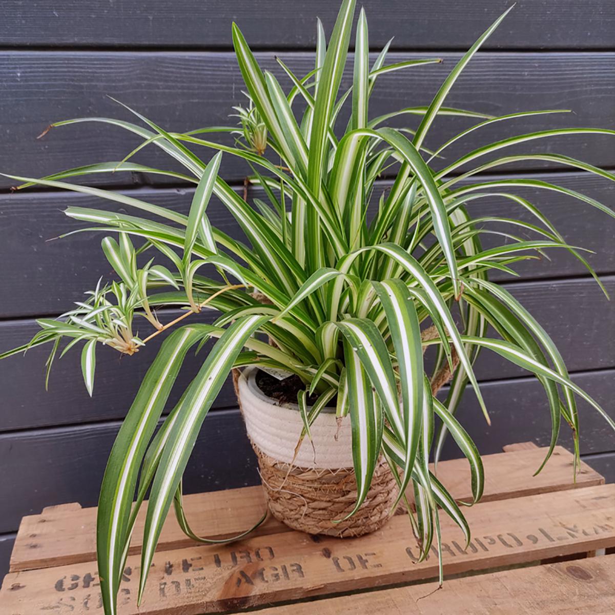 CHLOROPHYTUM
