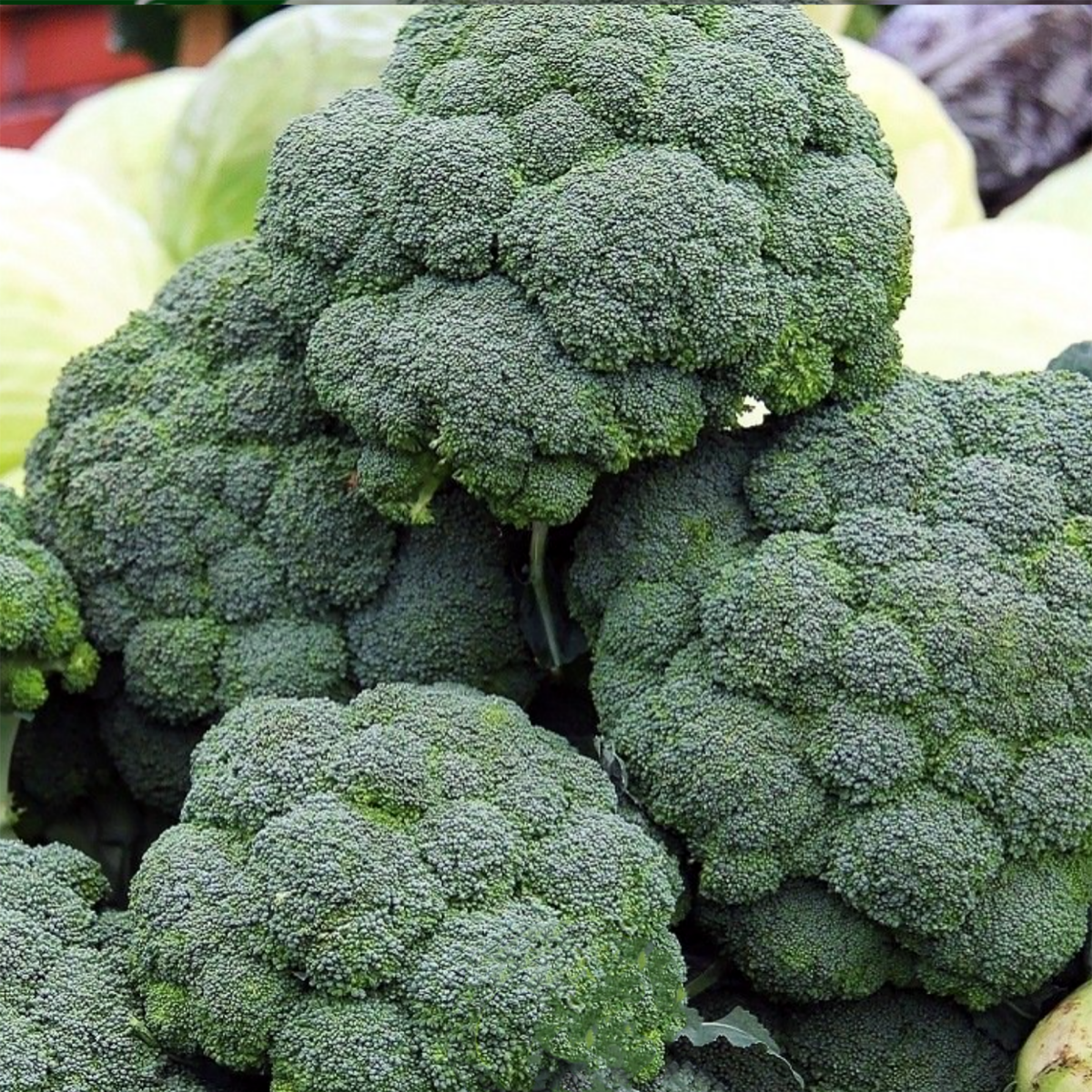 CHOU BROCOLI DE CALABRESE
