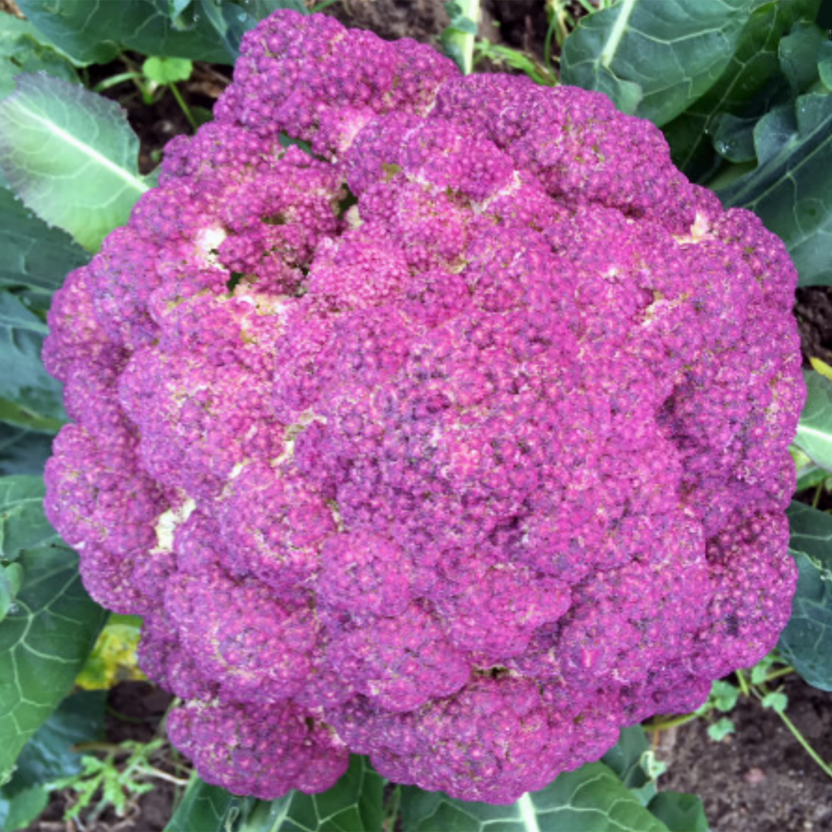 CHOU FLEUR VIOLET
