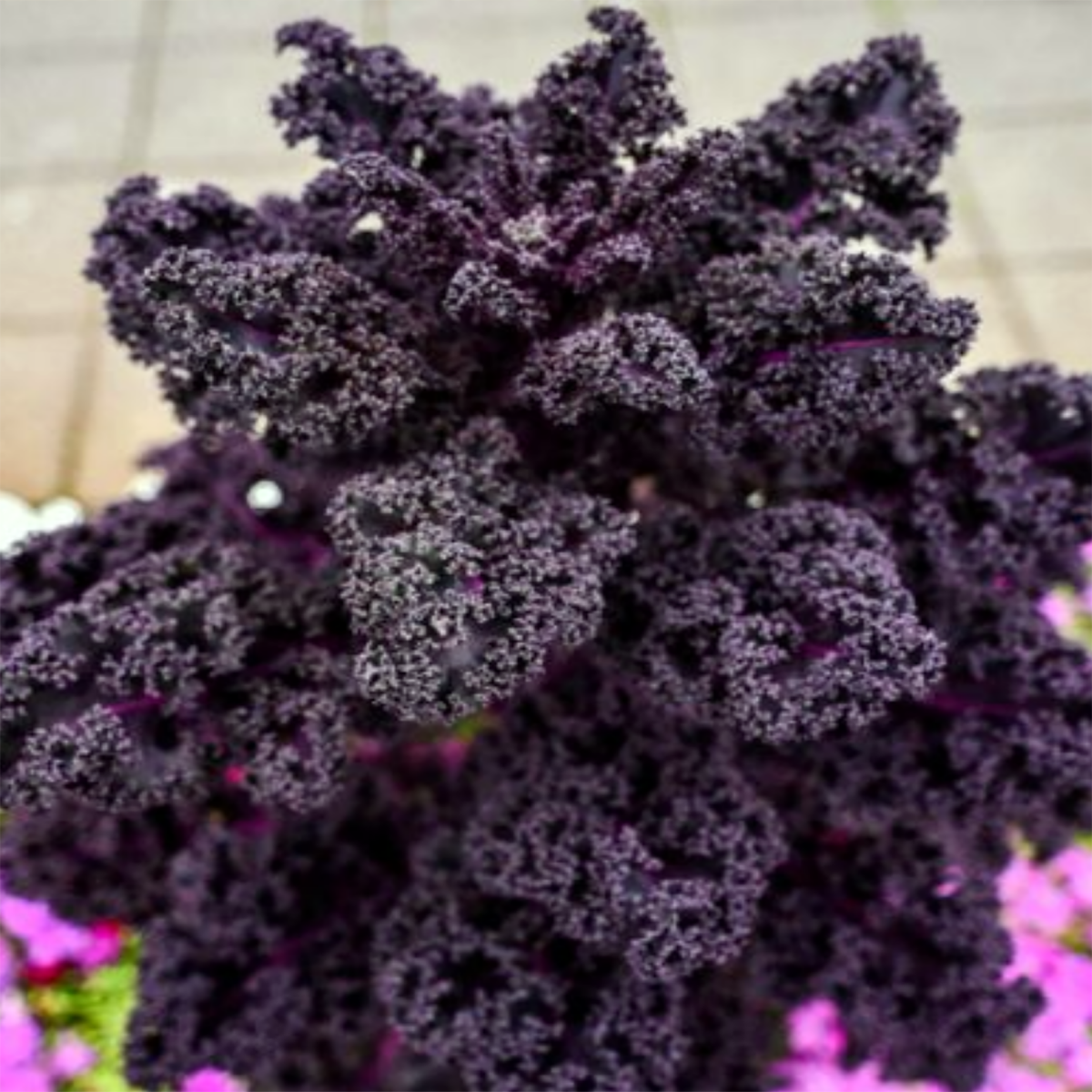 CHOU KALE ROUGE