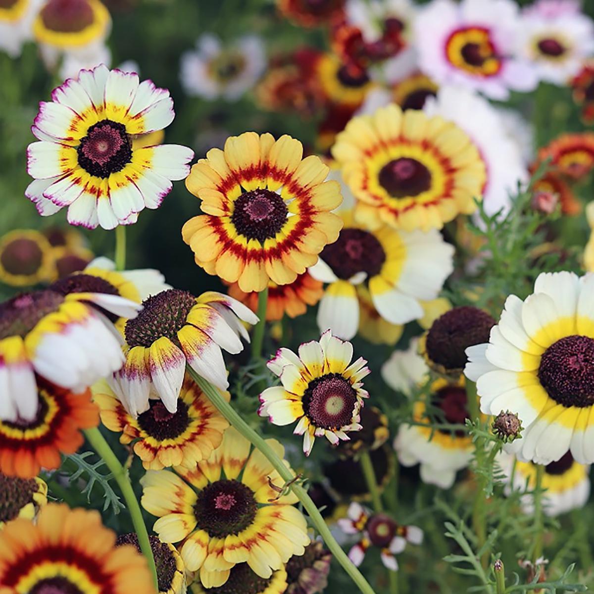 CHRYSANTHEME TRICOLORE