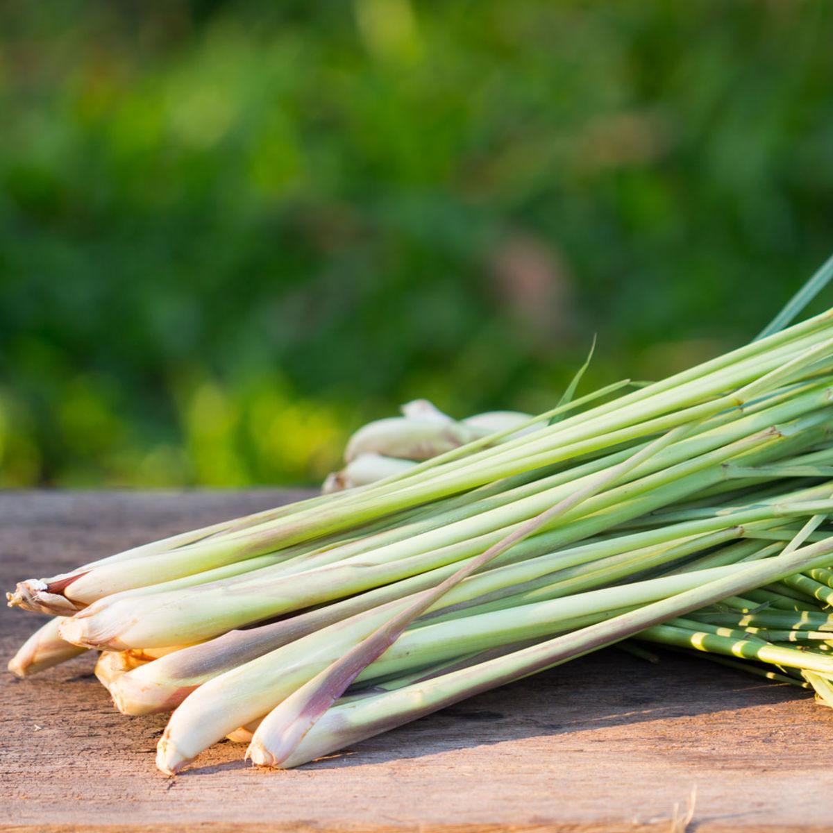 VERVEINE DES INDES ou CITRONNELLE