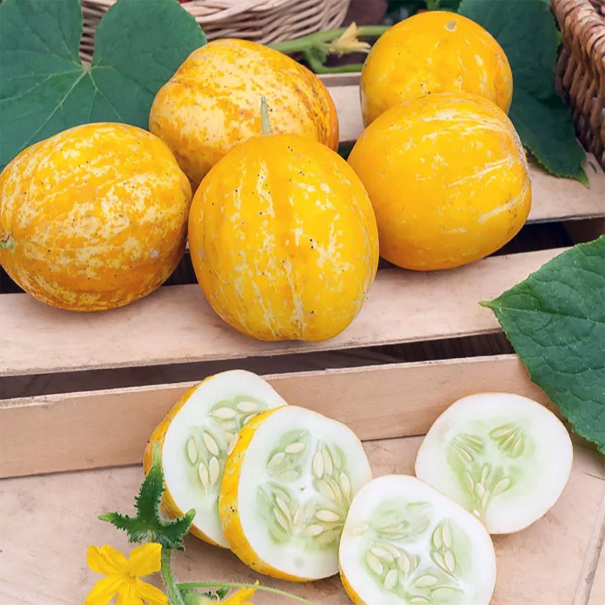 CONCOMBRE LEMON