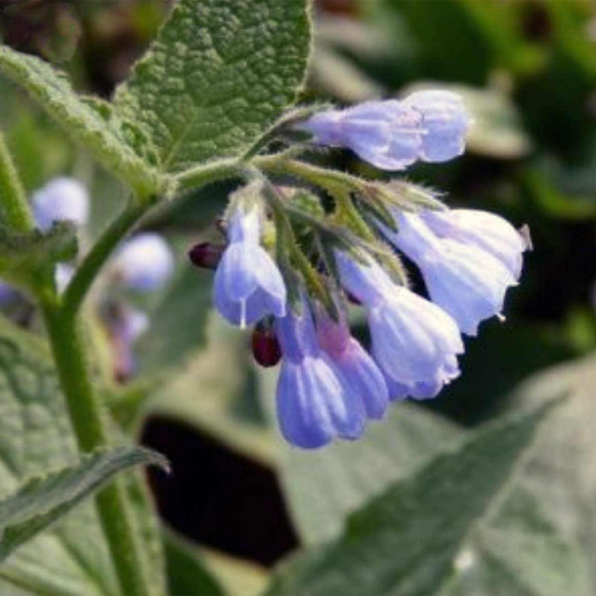 ARTEMISIA ANNUA