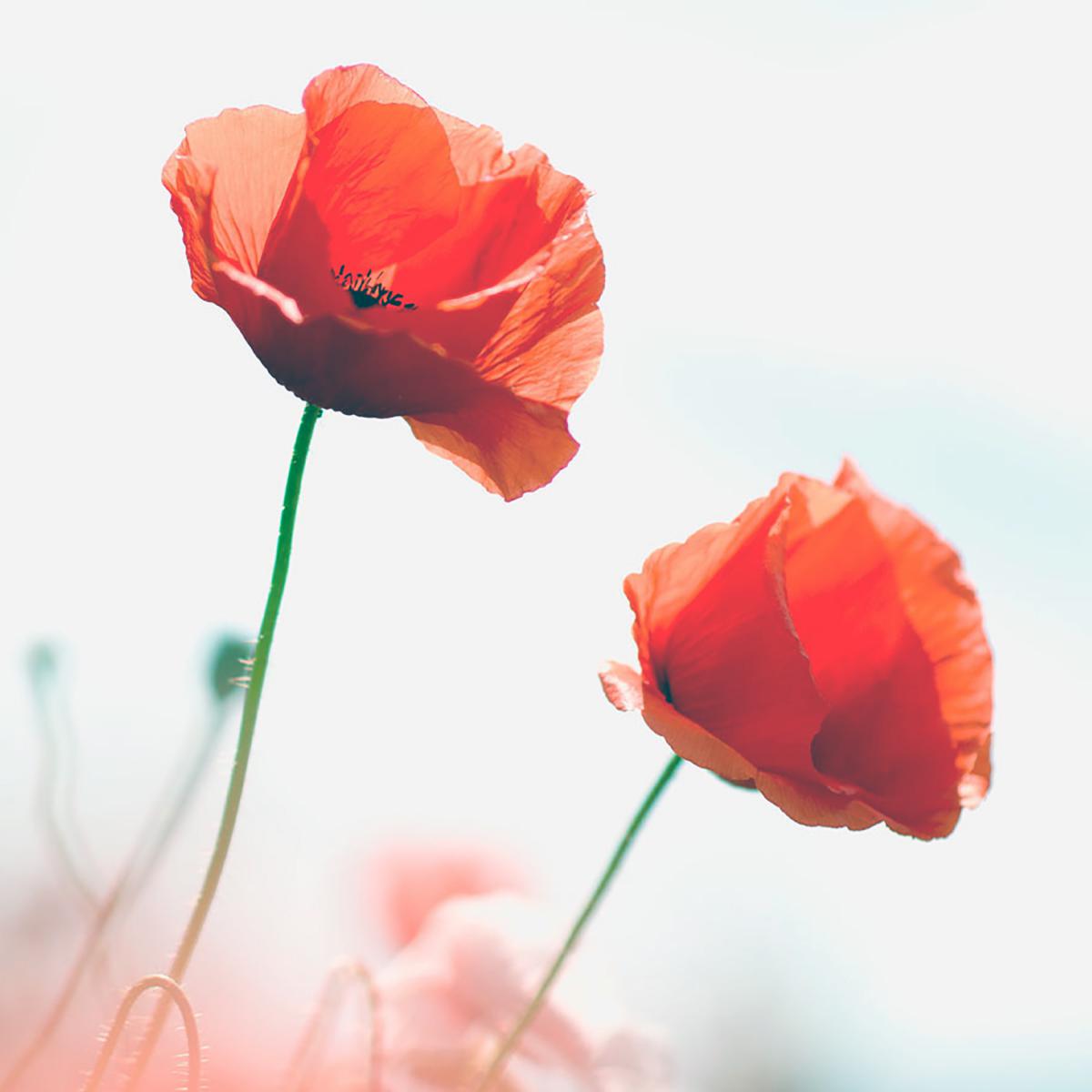 COQUELICOT