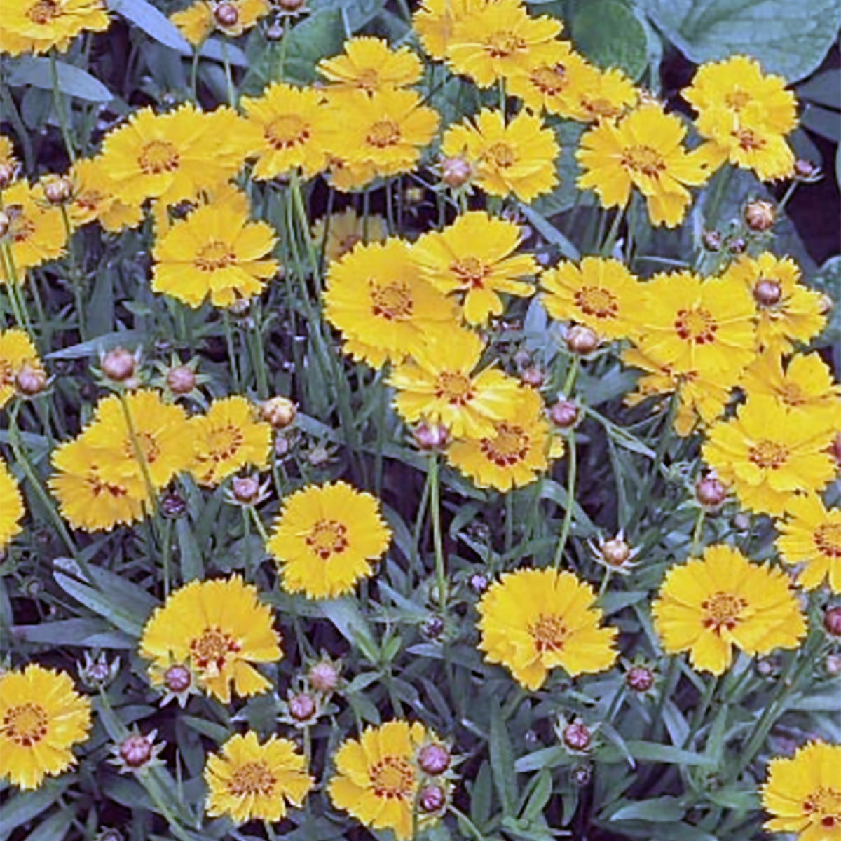 COREOPSIS ZAGREB