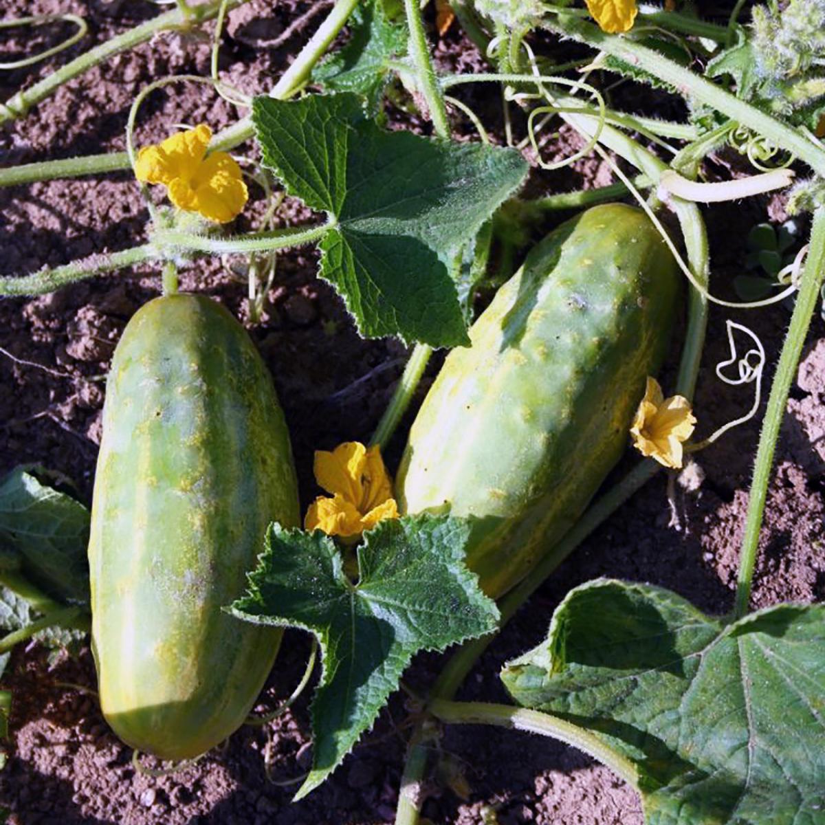 CORNICHON RUSSE