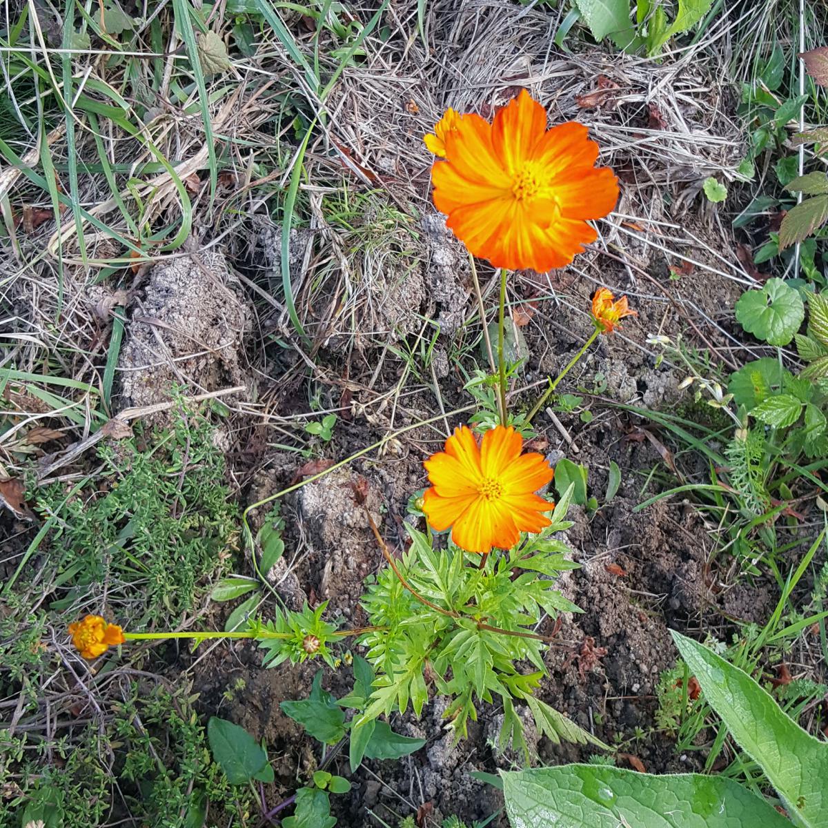 COSMOS PSULFUREUX