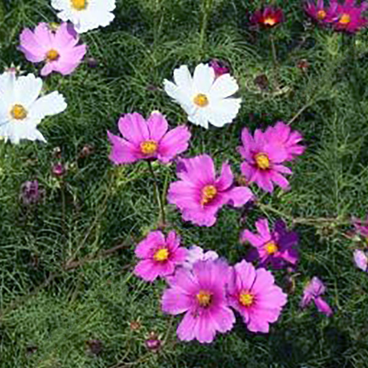 COSMOS PICOTEE