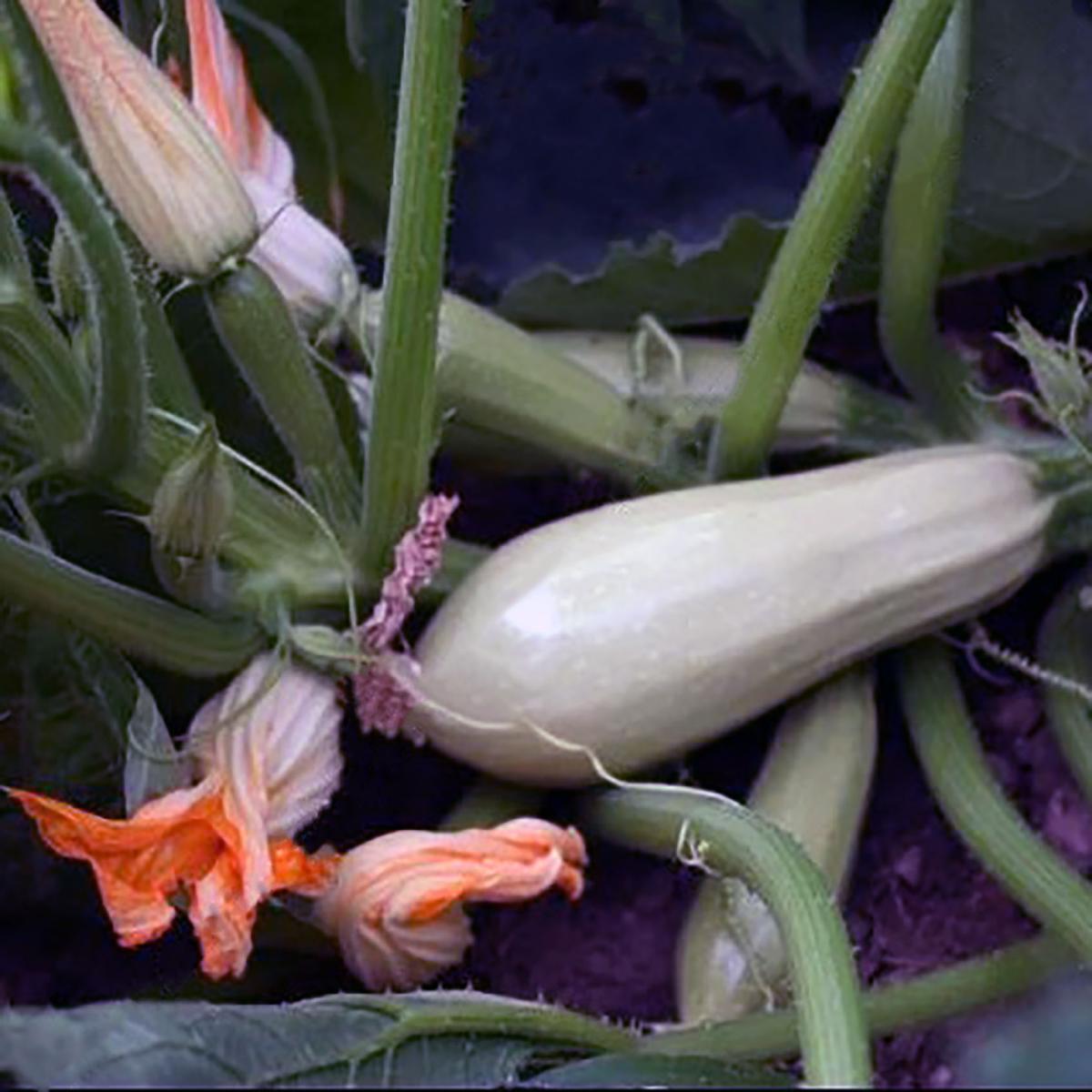 COURGETTE BLANCHE DE VIRGINIE