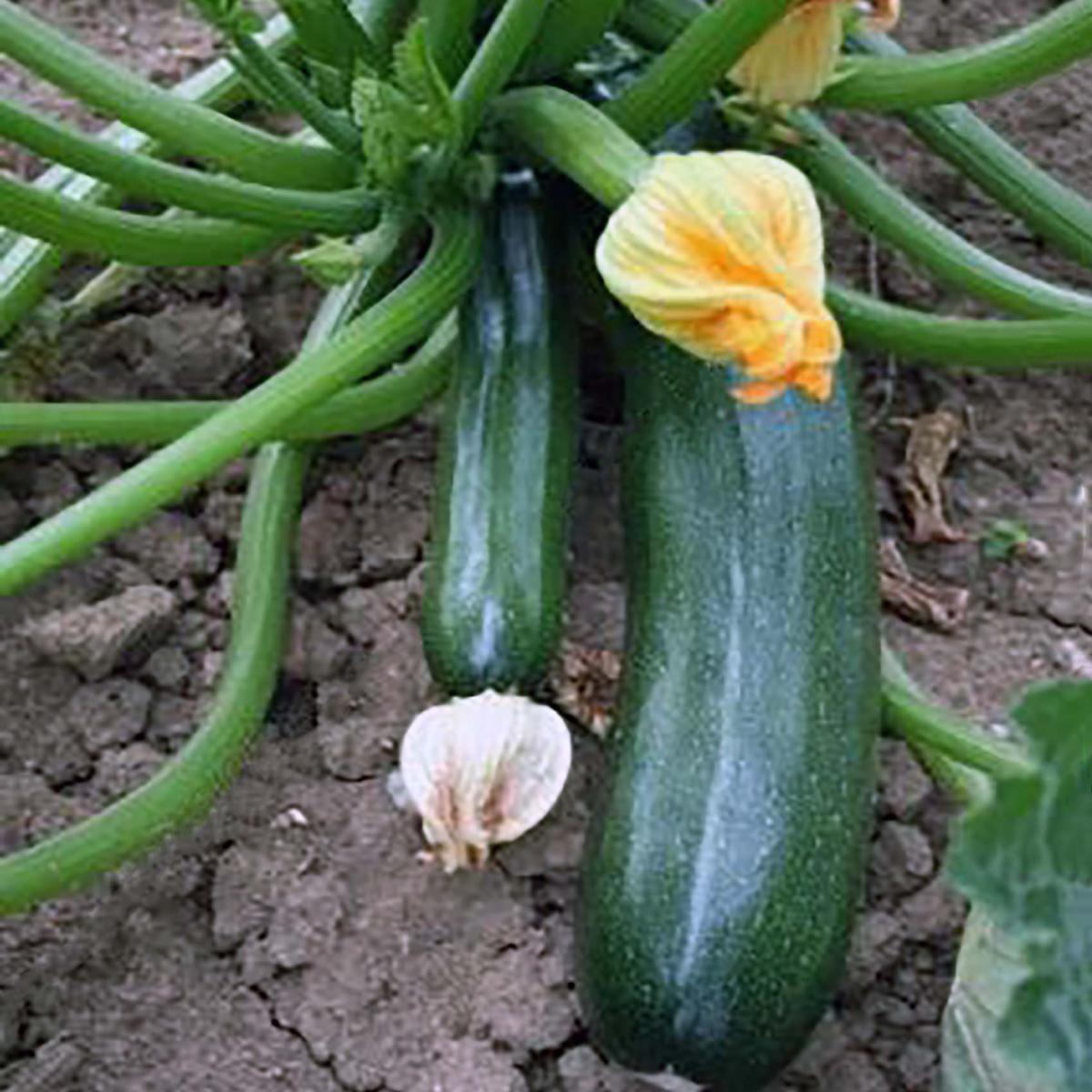 COURGETTE VERTE DE MILAN