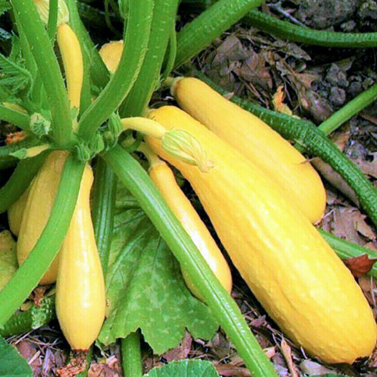 COURGETTE YELLOW STRAIGHT NECK