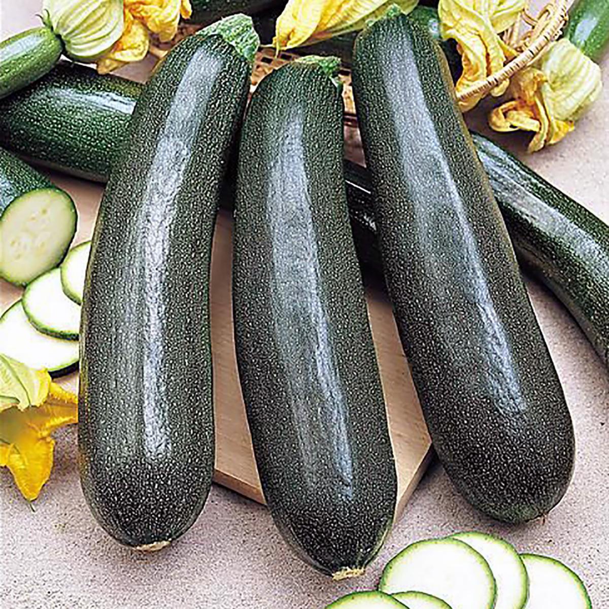 COURGETTE BLACK BEAUTY