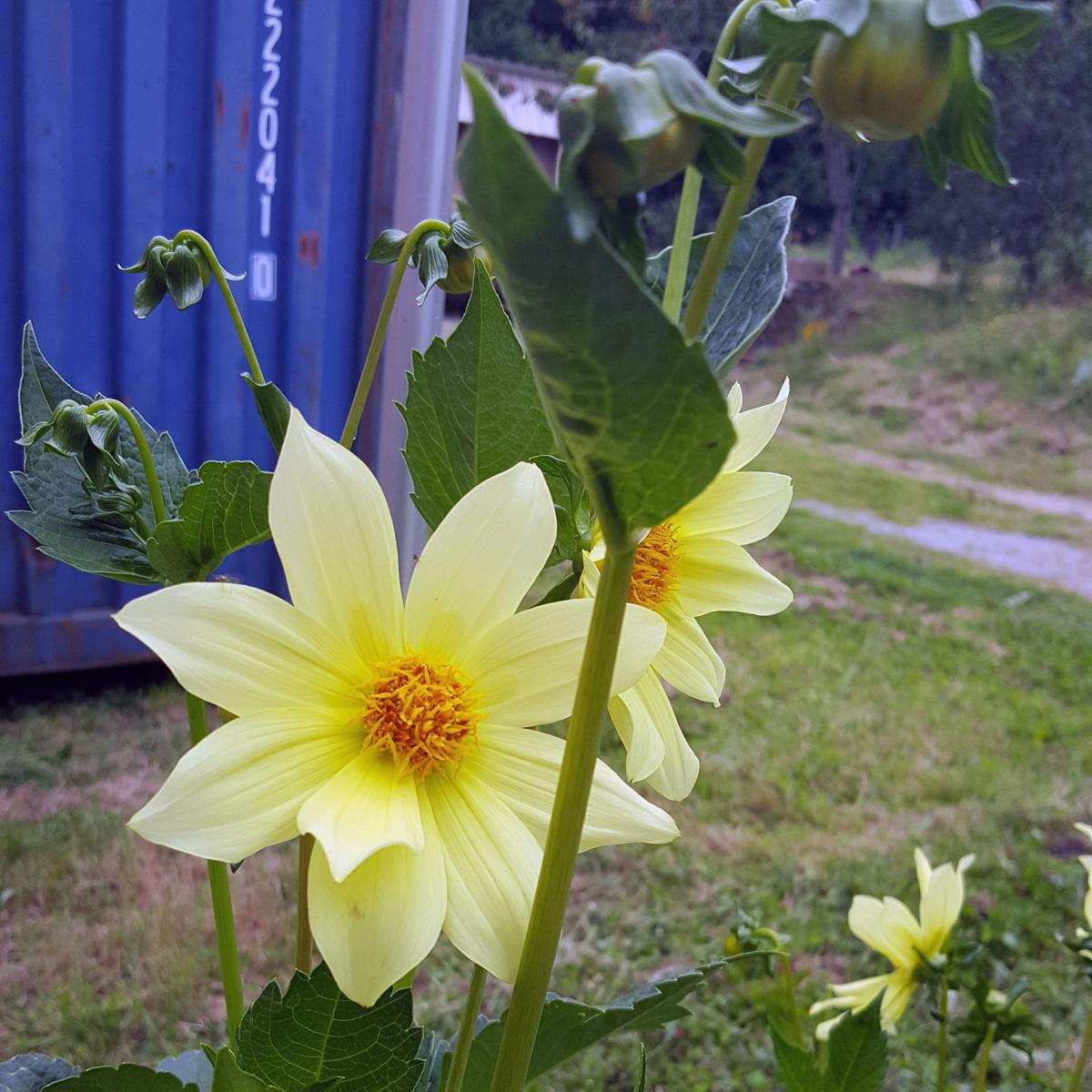 DALHIA