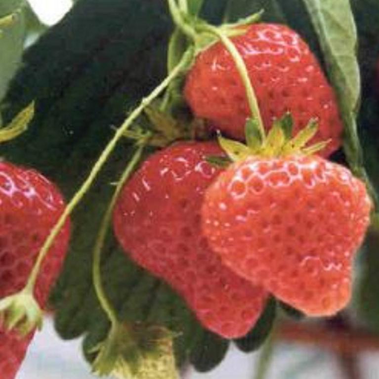 Fraisier CIJOSEE