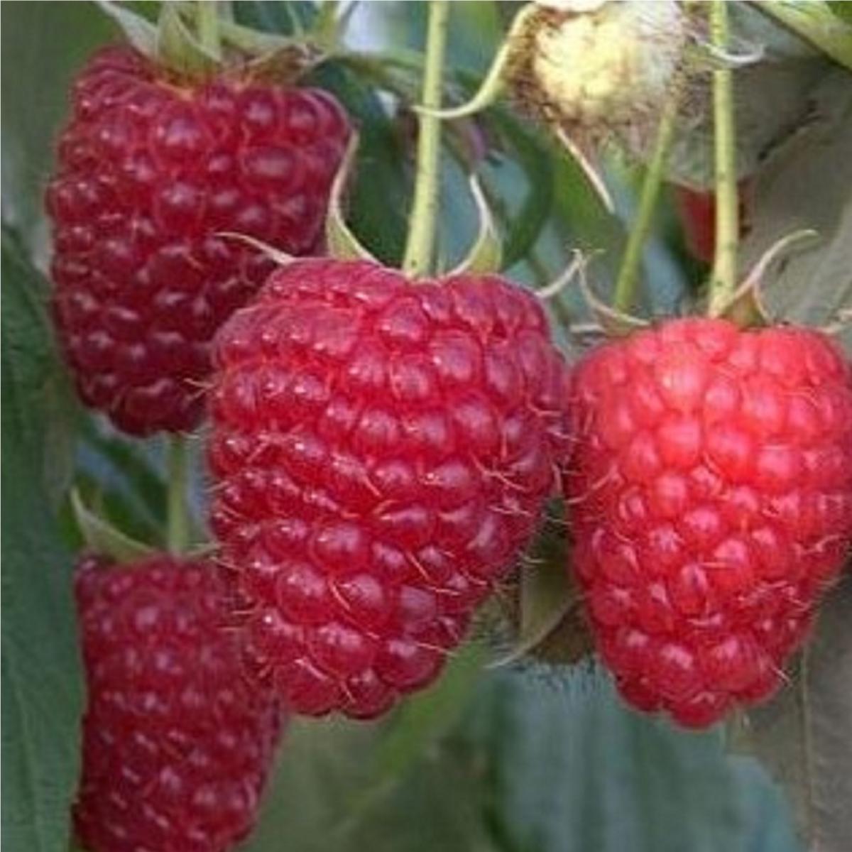 Framboisier POLKA