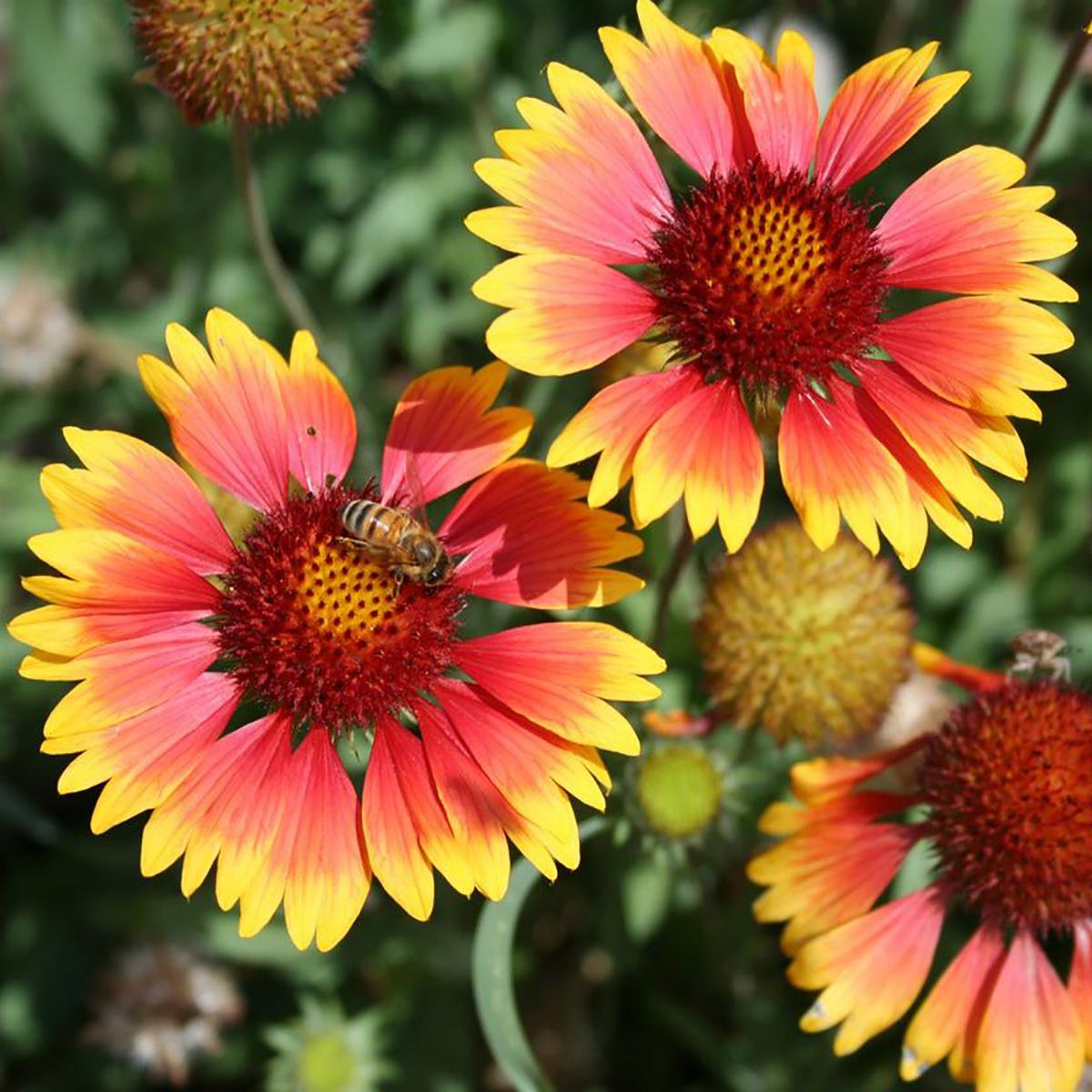 GAILLARDE