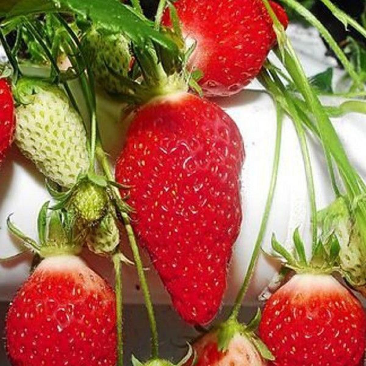 Fraisier GARIGUETTE