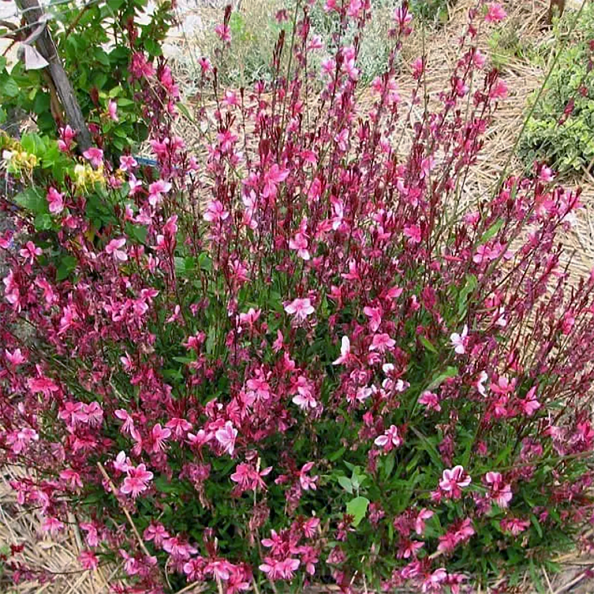 GAURA
