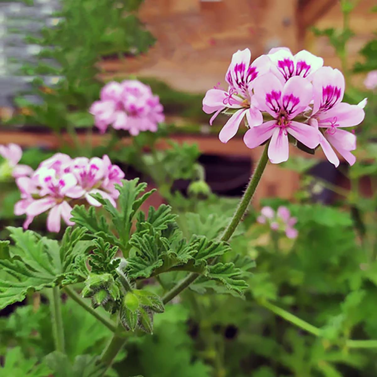 GERANIUM ROSAT