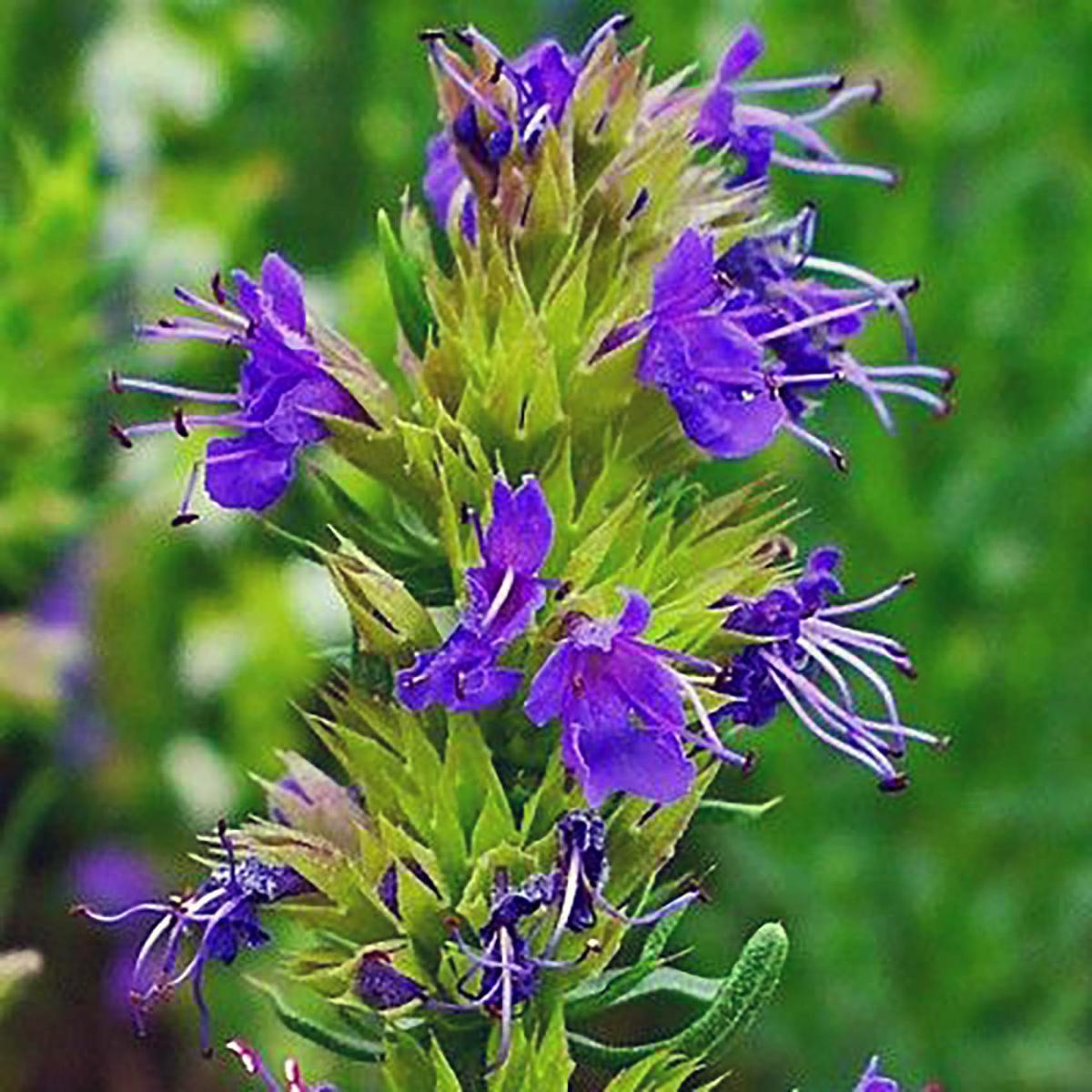 HYSOPE OFFICINALE