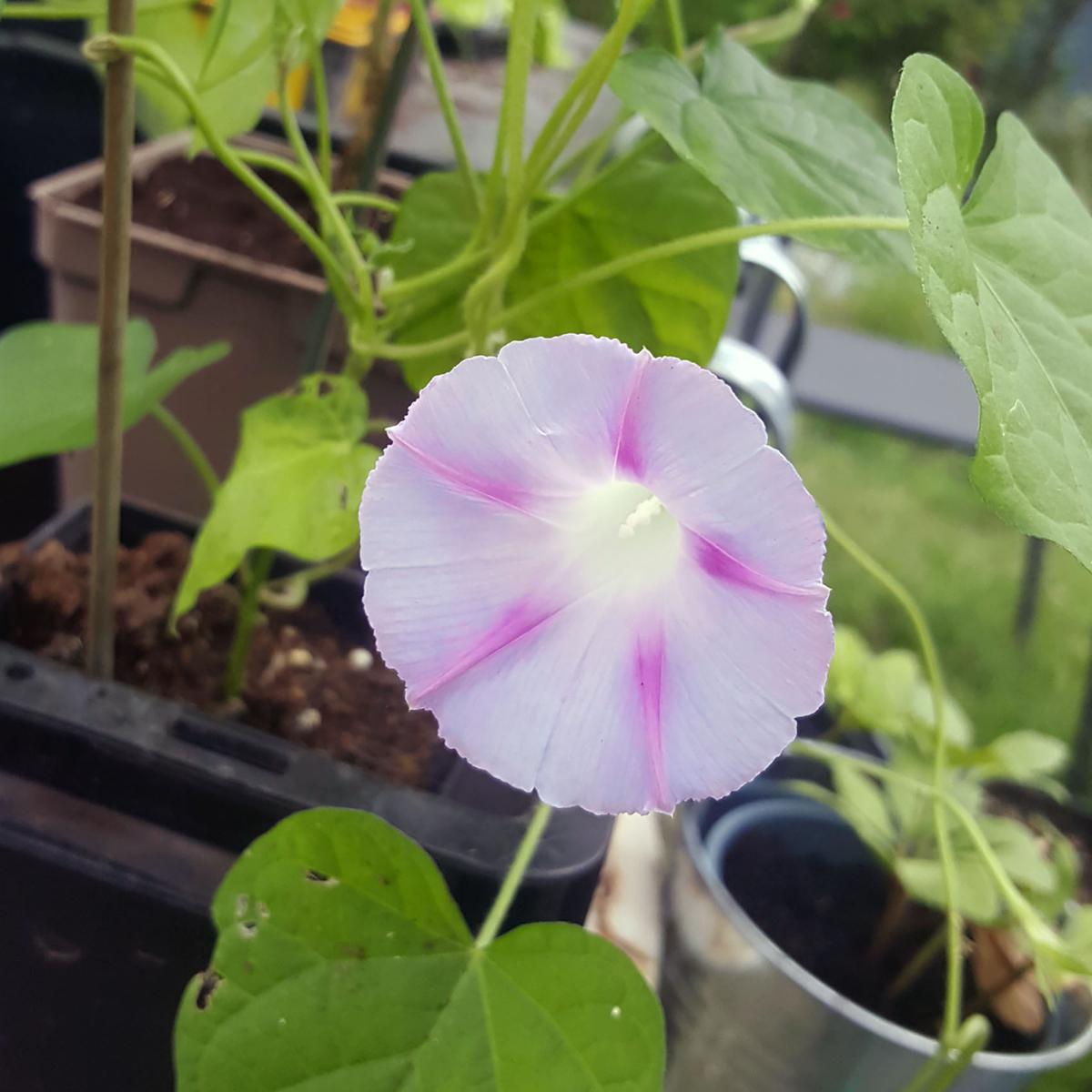 IPOMEE BLANC ET MAUVE