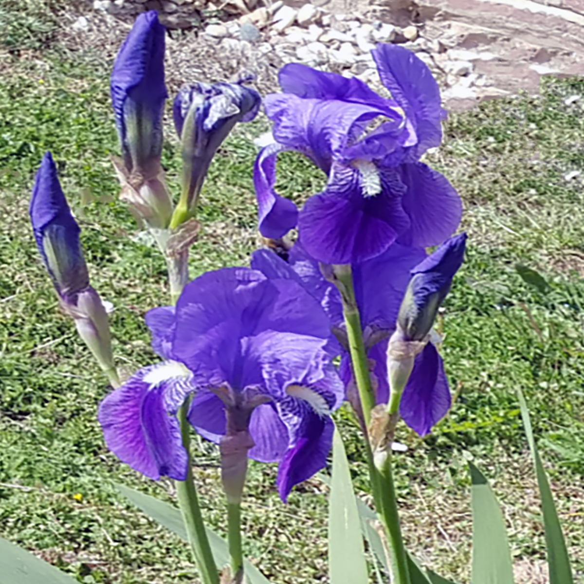 IRIS VIOLETTE