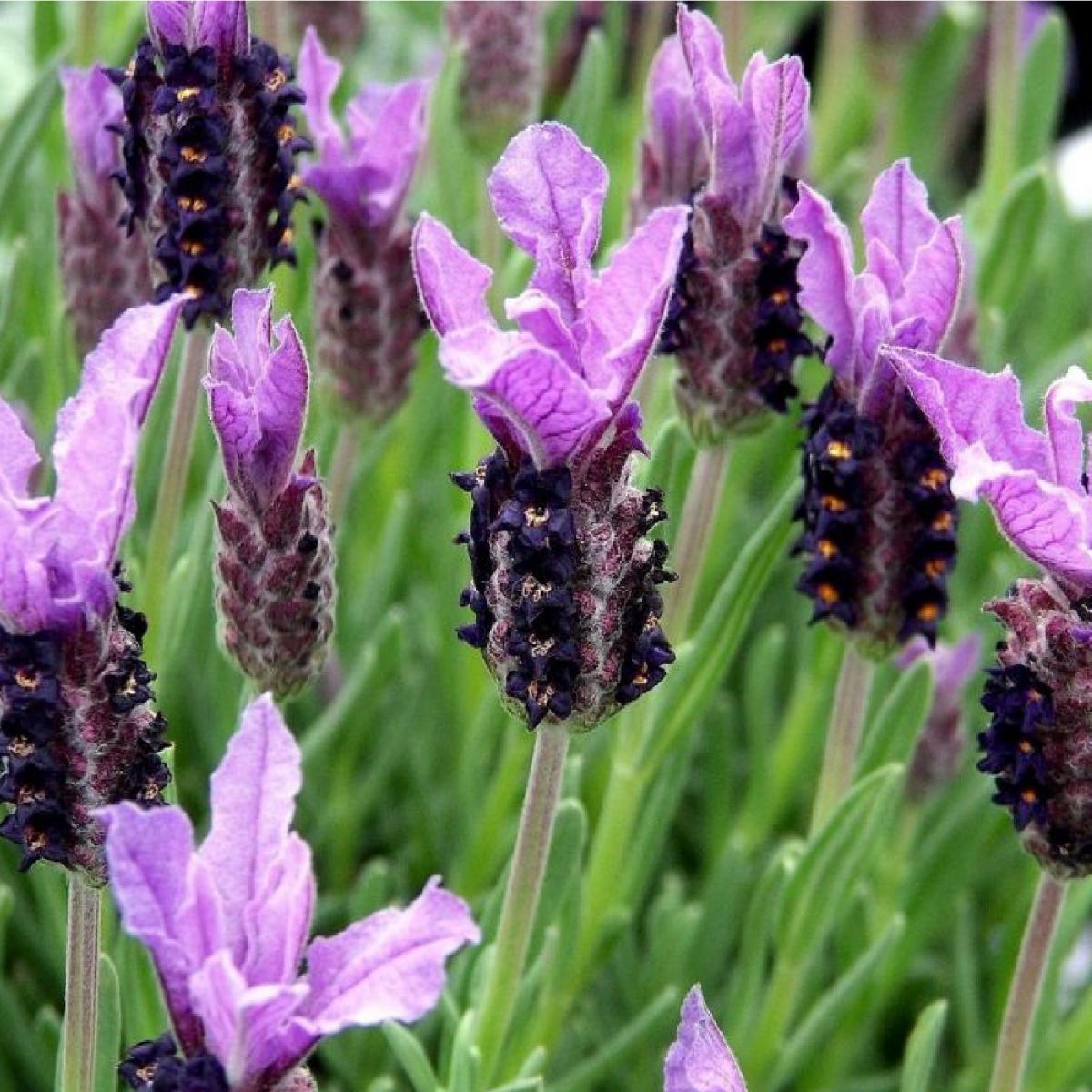 LAVANDE PAPILLON
