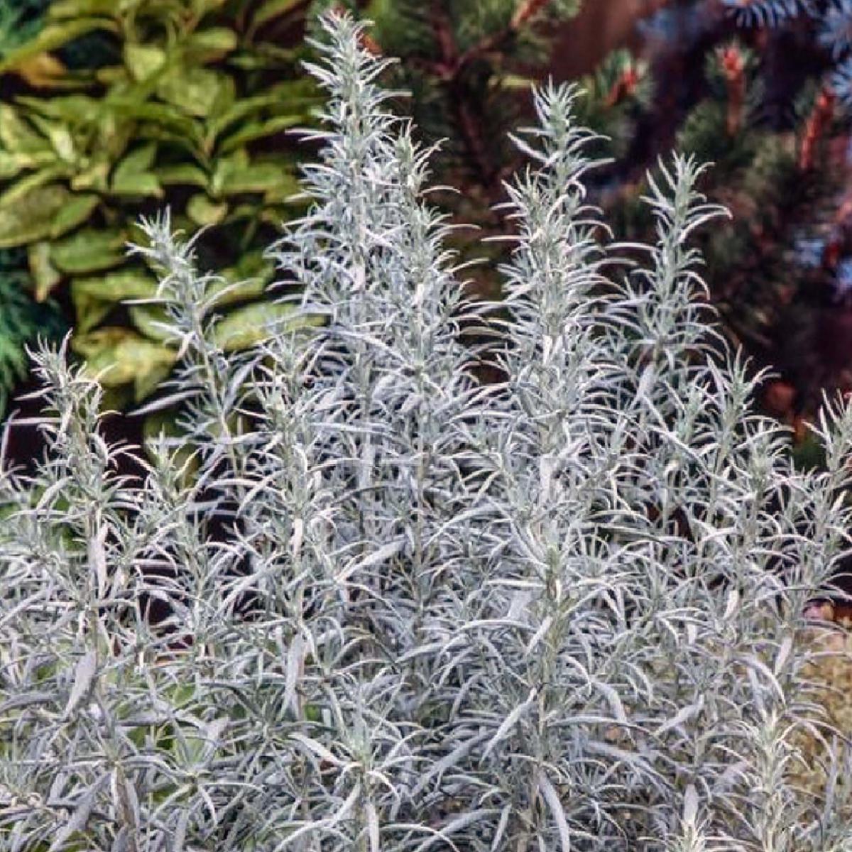 ARTEMISIA LUDOVICIANA