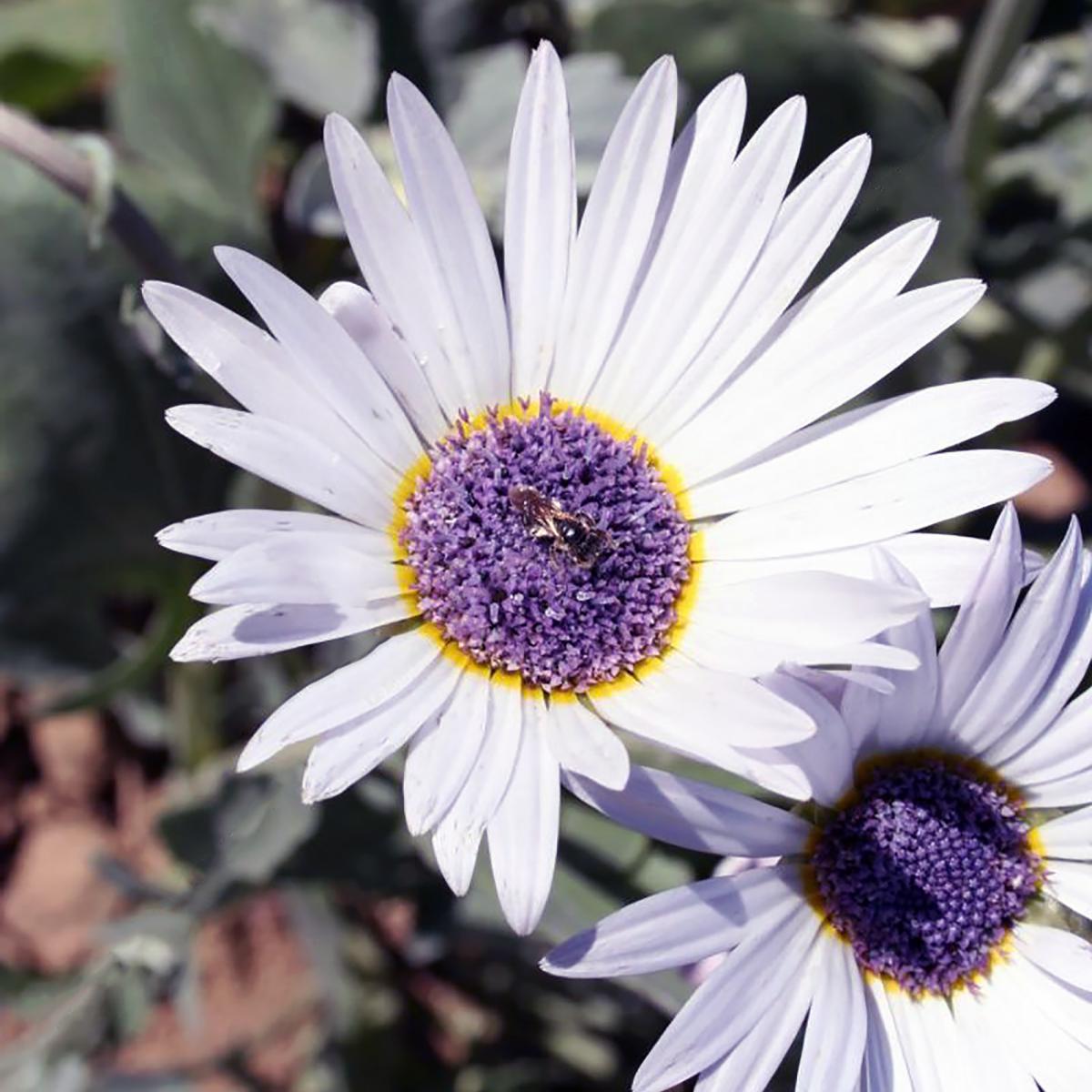 MARGUERITE AFRICAINE