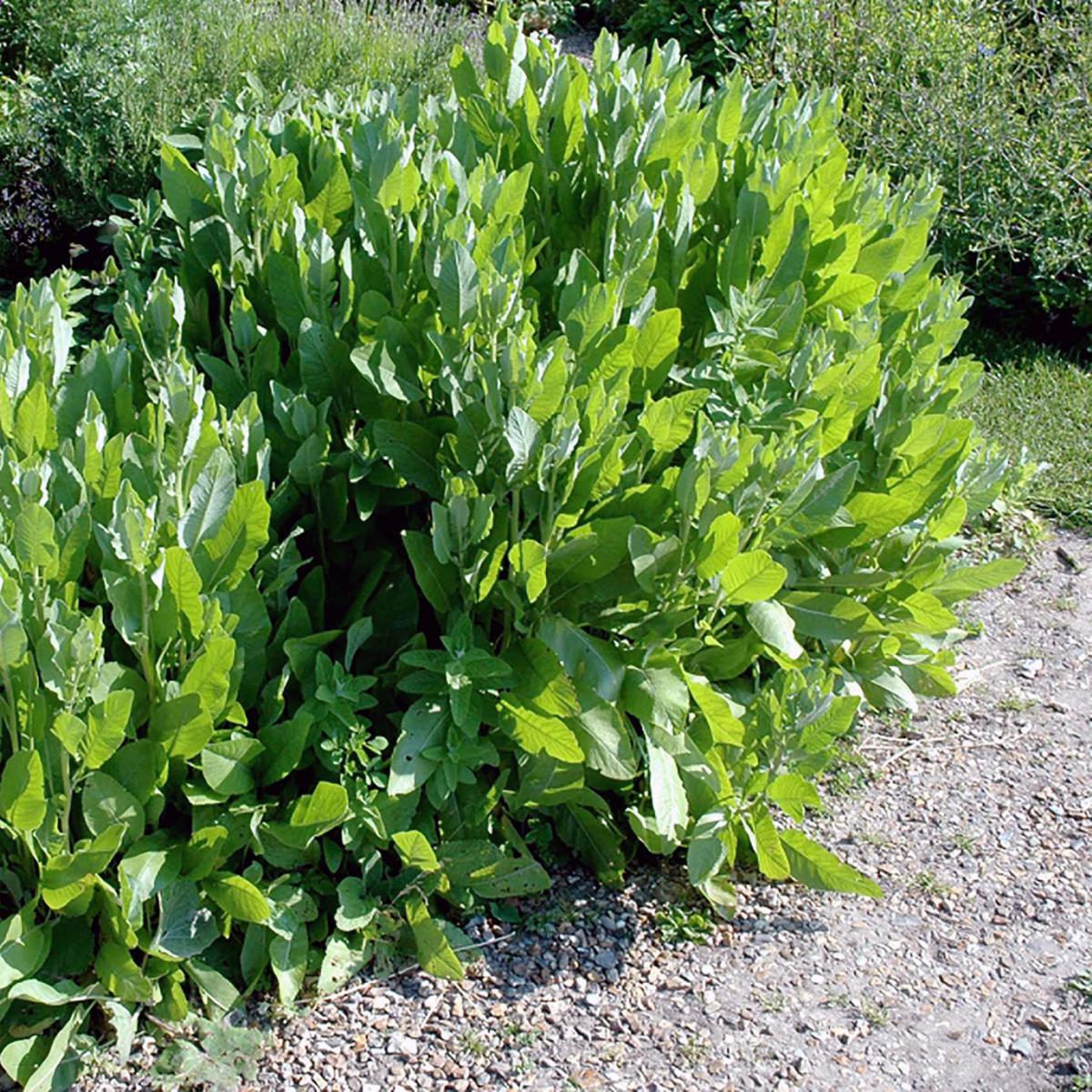 MENTHE COQ