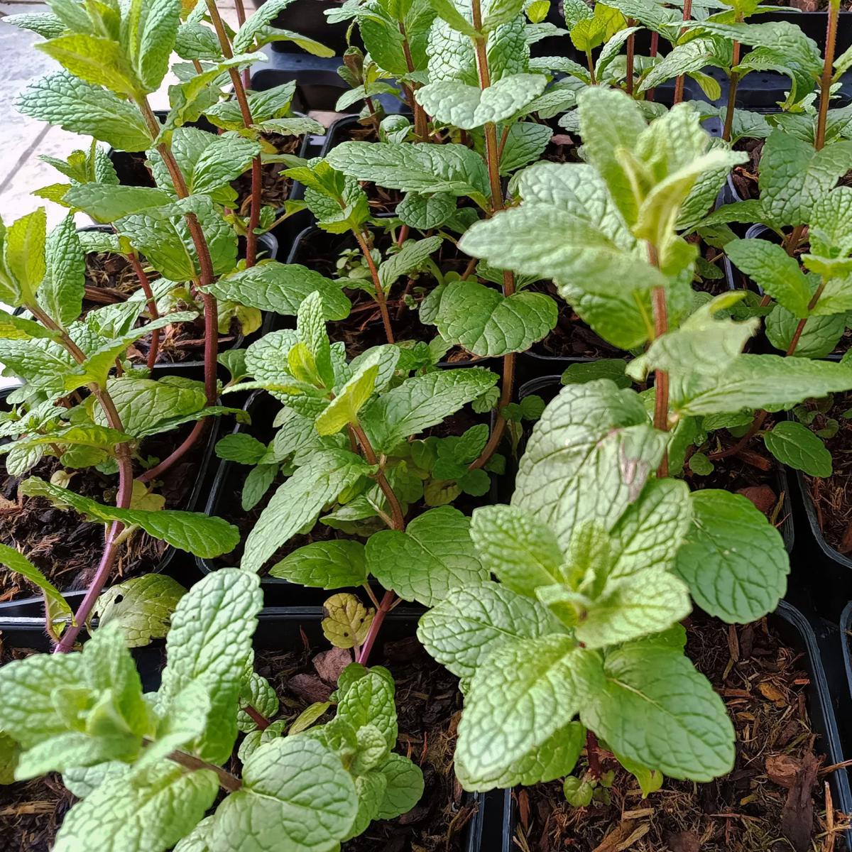MENTHE POIVREE