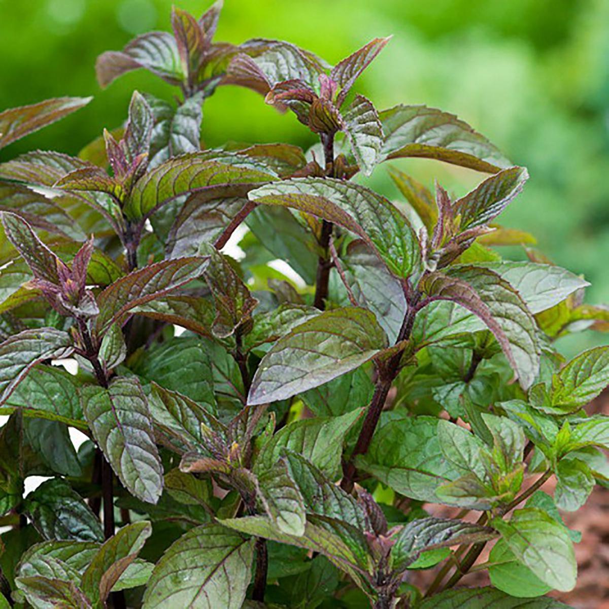 MENTHE POIVREE CHOCOLAT